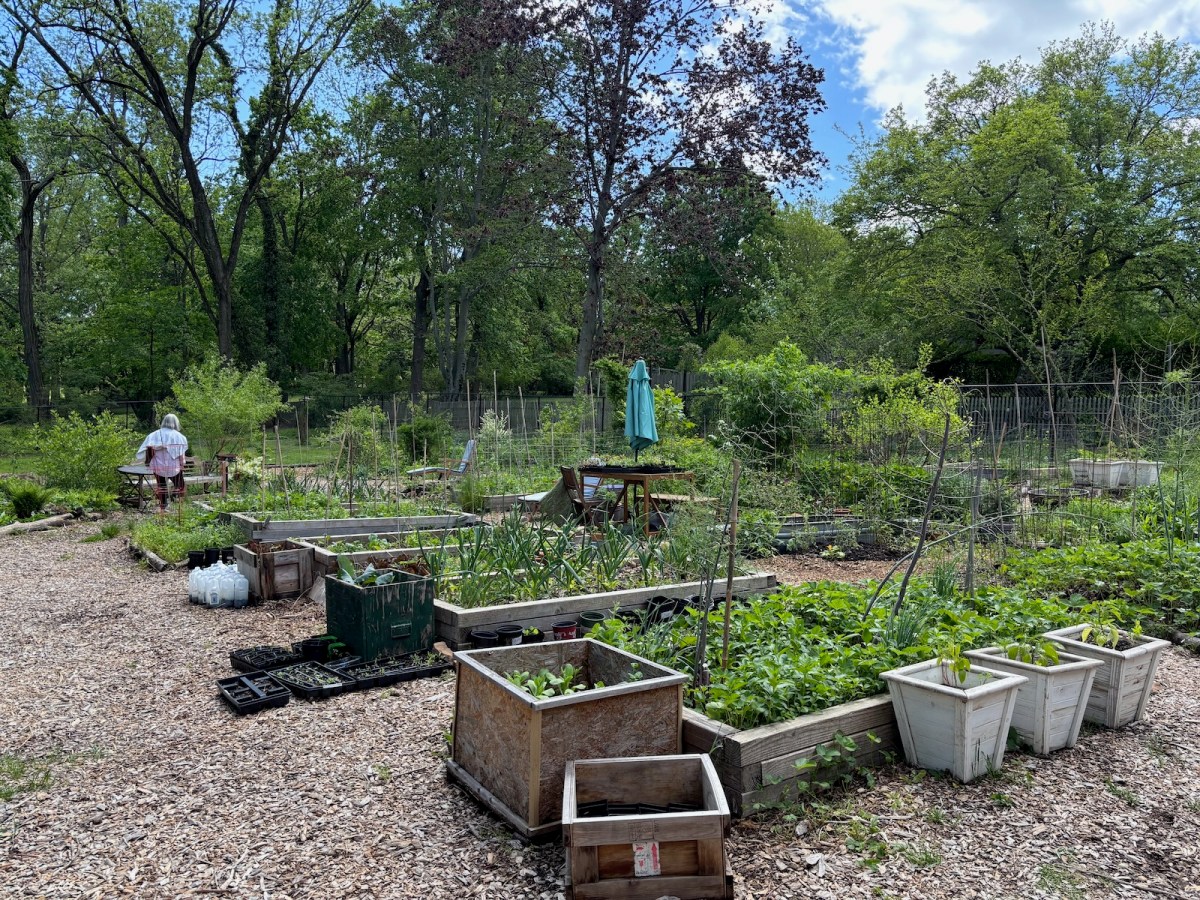 Rows of garden beds with various plants.